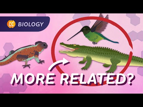 Phylogeny: How We're All Related: Crash Course Biology #17