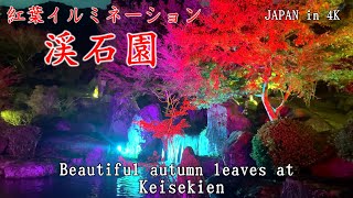 [Autumn leaves 2024] Beautiful autumn leaves and illuminations at "Kisekien"