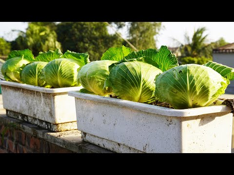 How To Grow Cabbage In Pots, Simple, Easy To Grow, Quick To Harvest Without A Garden