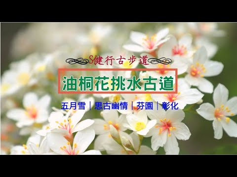 S步道｜油桐花挑水古道｜彰化縣｜芬園鄉｜五月初雪、油桐花開、來趟輕鬆愜意的古道之旅