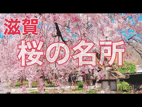 【旅ログ】滋賀県で有名な桜の名所を紹介します