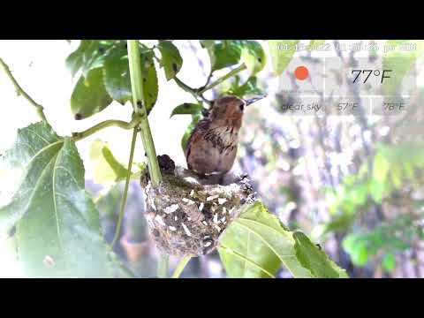 Honey Just Fledged on the Same Day after Bumble