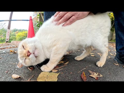 A burnt white cat rubs its cheek against a human's leg