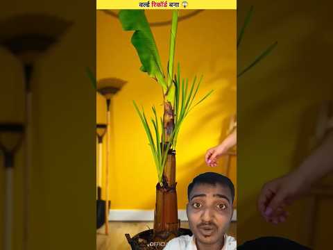 वर्ल्ड रिकॉर्ड बना दिया 🎋🤯 #shortsfeed#viralshort #viralvideo #plants #experiment #shorts #gardening