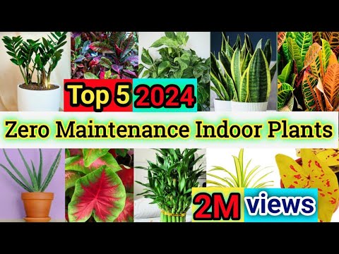 Best Low Maintenance Indoor Plants India | Indoor Plants for Beginners | Best Indoor Plants for Home