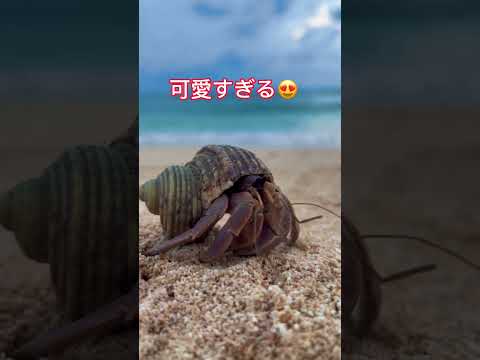 西表島の可愛い生き物🦀⸜( ¯⌓¯ )⸝🦀 #おすすめ #自然 #海 #shorts