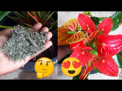 Miracle Fertilizer for Anthurium / Anthurium Fertilizer / Anthurium Care Tips