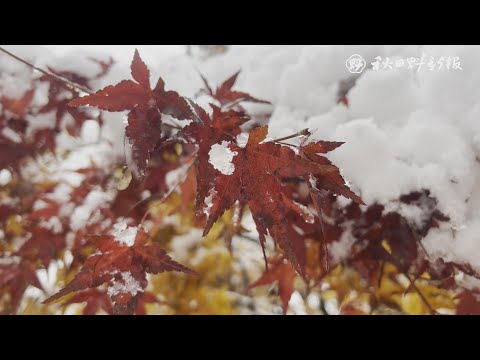 紅葉したヤマモミジと雪が共演　秋田市仁別・旭川ダム公園