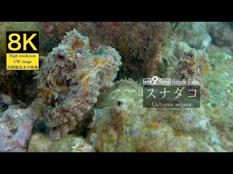 【8K 水中映像】スナダコ / -- / Octopus aegina