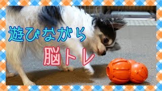 チワワの脳トレ動画 ～Chihuahua doing brain training～【知遊玩具ビジーバディバーナクル】