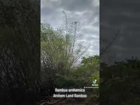 Arnhem Land Bamboo (Bambusa arnhemica)