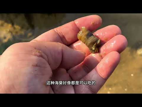 百蟹缸2.0第四十五天 终于来赶海了～今天的收获不错！缸里生物又满员了～视频比较神奇动物在抖音 养鱼日记 水族 鱼缸里的大自然 赶海