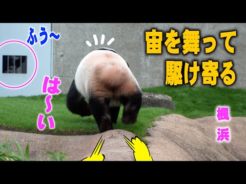 【長く外に お風呂はいるじょ～飼育員さんの厳しいしつけ】と思ったら子パンダ楓浜 外から中へ移動 全部コレが原因