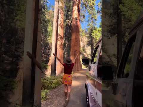 You’d be dancing too if you were surrounded by some of the tallest trees in the world!💃😍 #shorts