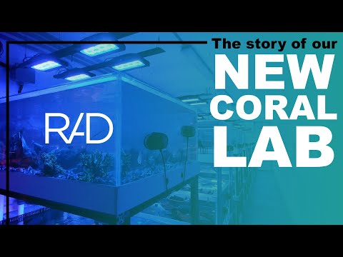 CORAL LAB LAUNCH. GREAT AQUACULTURE CORALS FOR ALL OUR CUSTOM-MADE AQUARIUMS BY REEF AQUARIA DESIGN.