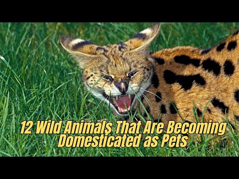 🦨 12 Wild Animals That Are Becoming Popular Pets 🐯 Wild Animals That can be Pets 🦘⛔❌