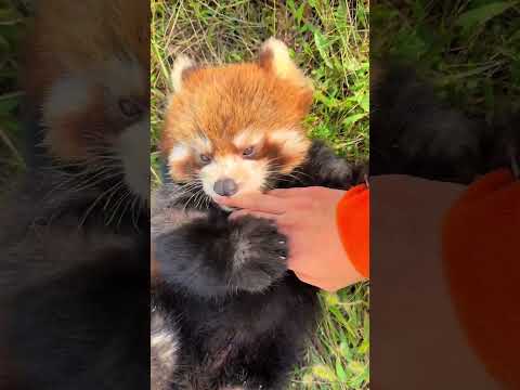 You bit me and you called the red panda