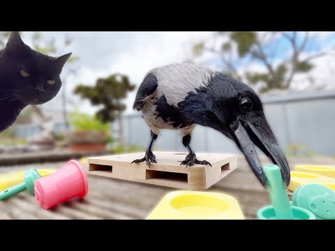 The Crow, The Cat & And The Food Game (Story 48)