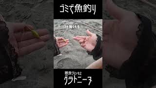 わっ…？釣り具なしから魚釣るって？ #釣り　#アカエイ