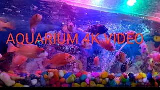 AQUARIUM 4K VIDEO | Aquarium fish 🐟#youtube #4kaquarium #4kaquariumvideoultrahd #aquarium