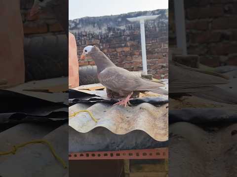 Sell Fancy Kabootar In Darbhanga Bihar #shots #pigeon #darbhanga #kabutar #fancypigeon #viralshorts