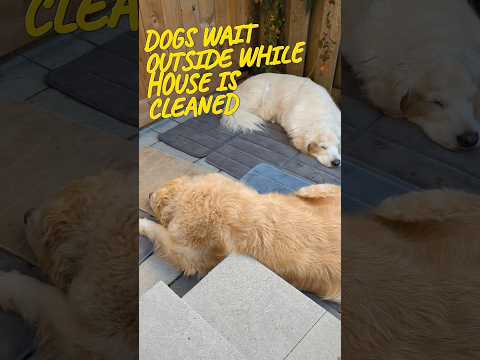 Dogs wait outside while the house is cleaned #dogs #shorts