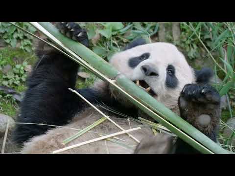 Pandas Are Coming to the San Diego Zoo