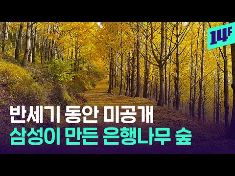 은행나무만 3만 그루 심고 반세기 동안 숨겨둔 에버랜드 광기 / 14F