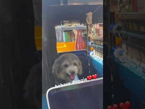 BEHAVE DOGGIE | DROP NAME OF THIS DOG |ALONE IN TRICYCLE #share #viral #dog #amazing #like