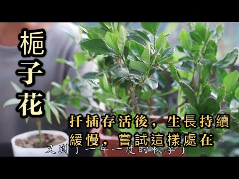 【天天小花農】梔子花扦插存活後，生長持續緩慢？可嘗試這樣處理