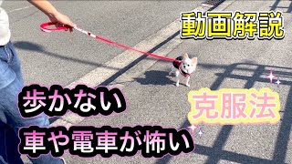 【動画解説】散歩中の”歩かない”＆”車や電車への苦手意識”の克服法