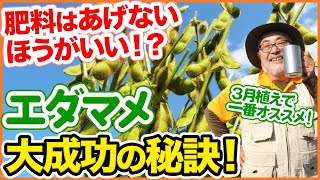 ３月植えでダントツおすすめ！エダマメ栽培大成功の秘訣！最初は肥料はあげちゃダメ！？根粒菌の役割についても解説！【枝豆】【追肥】【発芽】