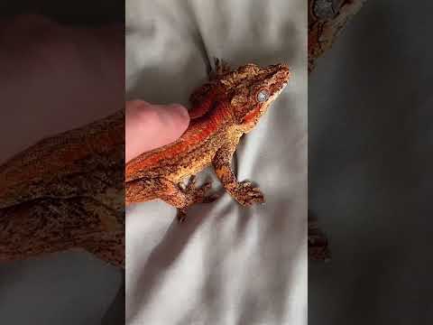 Gargoyle gecko is friend