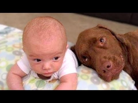 Dogs And Babies Are Best Friends Compilation