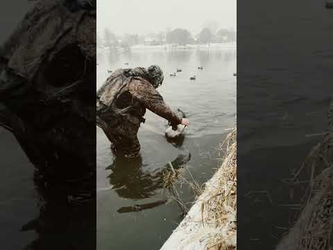 What she does #duckdog #waterfowl #labrador #labradorretriever #mallard