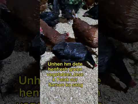 Hm sardiun ma apne farm k special desi eggs ki quality kese maintain Kartey hen#fjfarms #eggs #vlog2