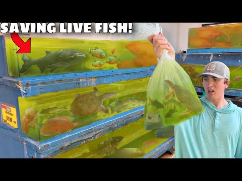 Saving LIVE Fish & Eels From FOREIGN FOOD MARKET!