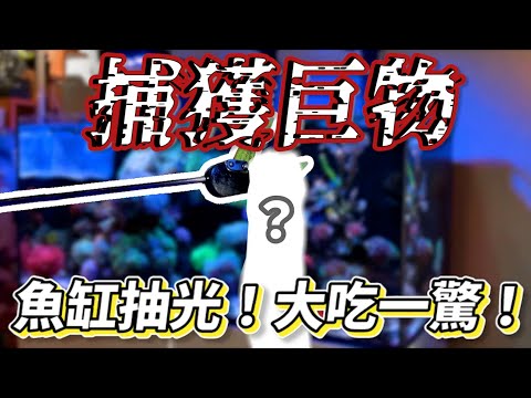 【藍箱水族】把魚缸抽乾大吃一驚！出現巨型生物？？班班換缸全紀錄！Redsea G2+ tank changing process