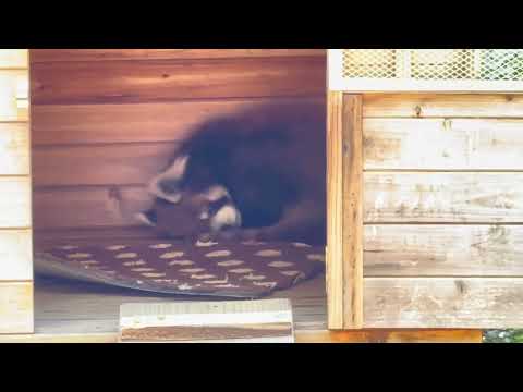 起きて風太くん♪ レッサーパンダ　千葉市動物公園