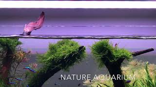 Aquascaper 900 Nature Aquarium - at Aquarium Gardens