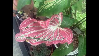 观赏我家彩叶芋 My house Caladium bicolor 叶子的纹路和颜色太美了，忍不住分享！希望你们喜欢！