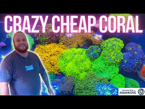 Crazy Cheap Aussie Corals - AMA Tour