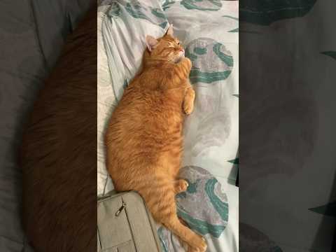 Me when mommy works from home #catshorts #orangecat #catvideos #countrylife #precious #toebeans