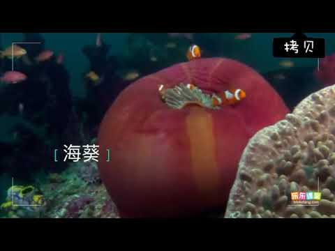 腔腸動物  【中學生物】