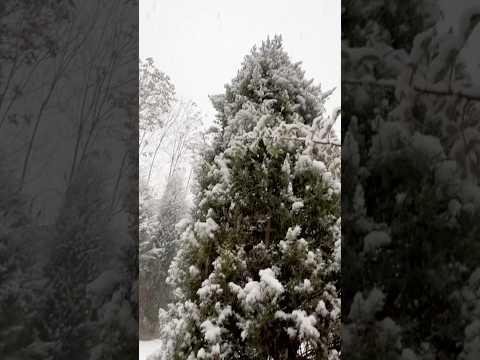 snowfall Kashmir | Kashmir | Snowfall | kashmir  | Snowhite | Heavy Snowfall in Kashmir