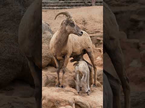 Baby Lambs Born at San Diego Zoo Safari Park