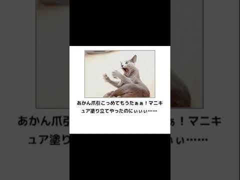 【bokete】[猫(ネコ)]ネタまとめ-11 爆笑ボケて集 #ボケて #shorts #まとめ