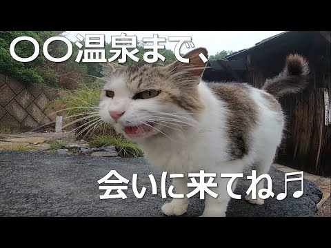 【ねこ】【可愛い猫】猫の聖地！〇〇温泉にはたくさんの猫が！ねこ旅ちゃんねる。