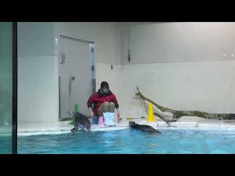 ラッコのお食事タイム / Sea Otter Feeding Time (Part 7) -- 鳥羽水族館 / Toba Aquarium (2024/1/18)