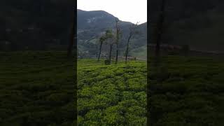 Beauty of Green #srilanka #tourism #ceylontea #teaestates #teafactory #travel #visitsrilanka